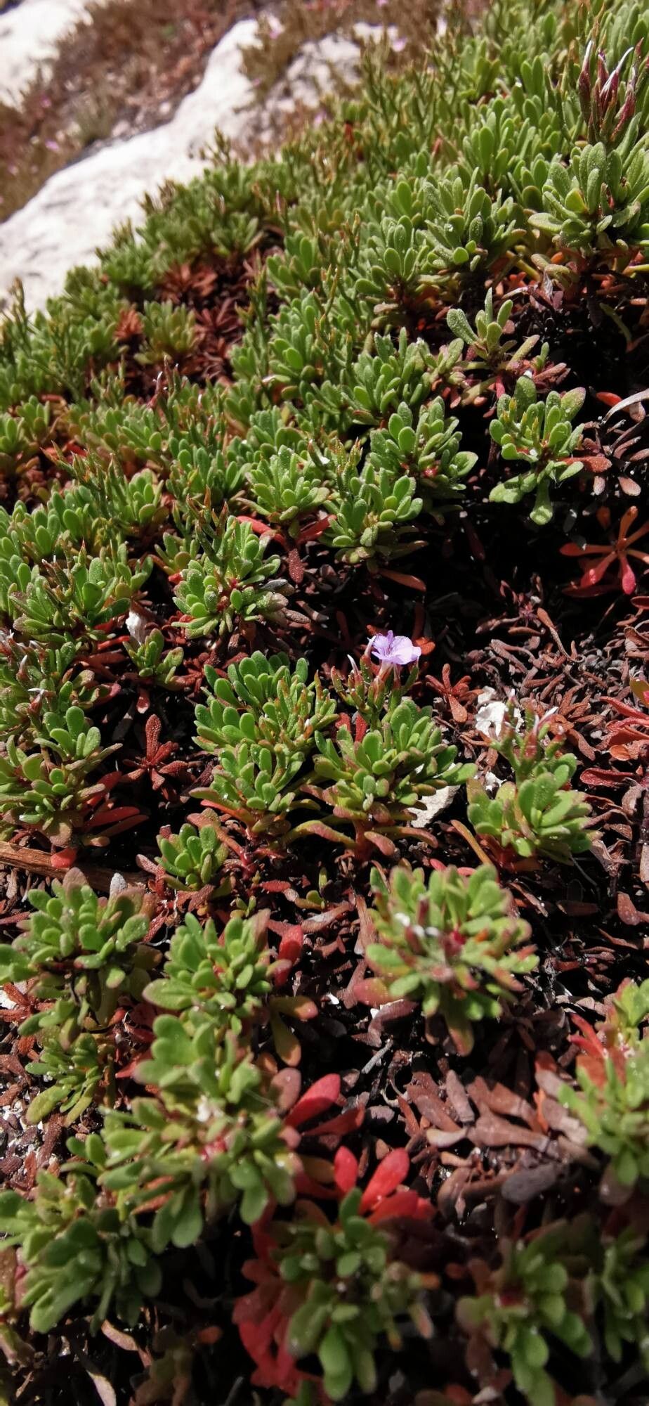 Limonium bonifaciense — houseplant care guide