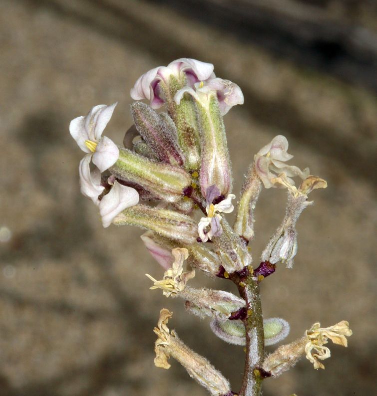Dithyrea californica flower
