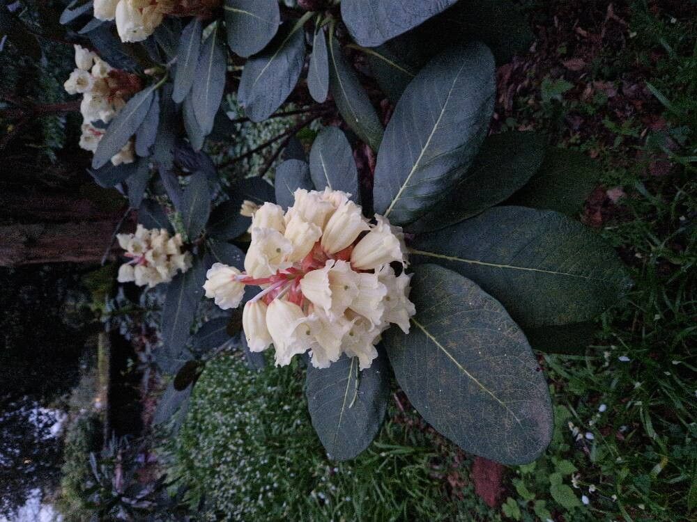 Rhododendron macabeanum flower
