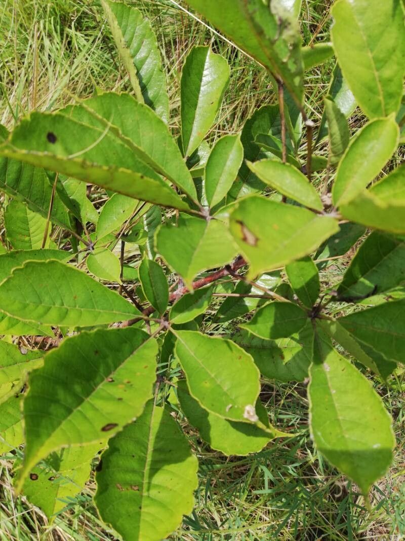 Vitex madiensis — search result for 'Vitex'