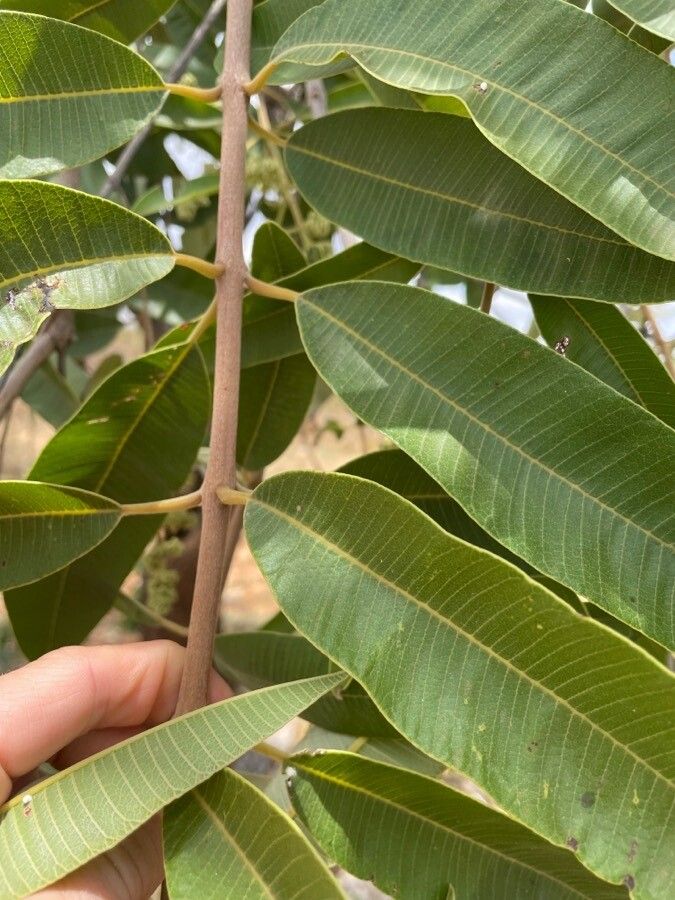 Ozoroa insignis bark