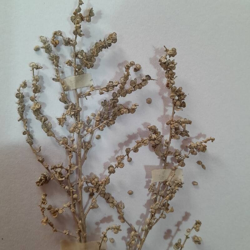 Atriplex sagittifolia habit