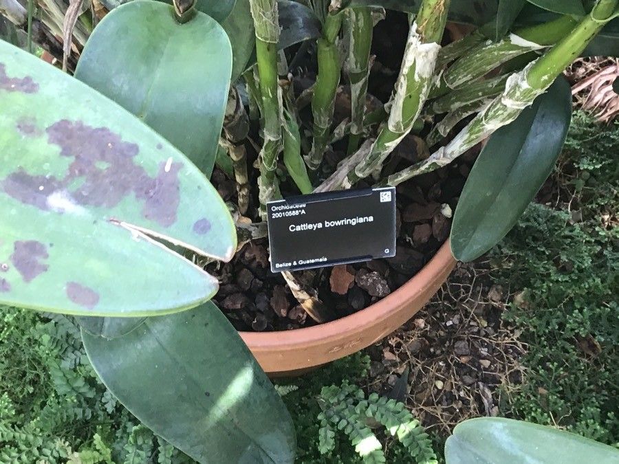 Guarianthe bowringiana bark