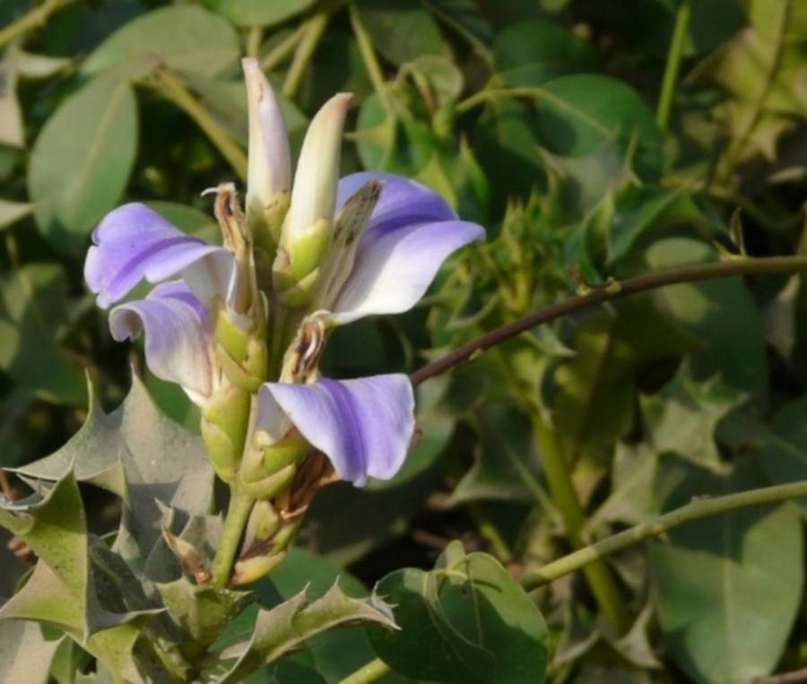 Acanthus ilicifolius flower