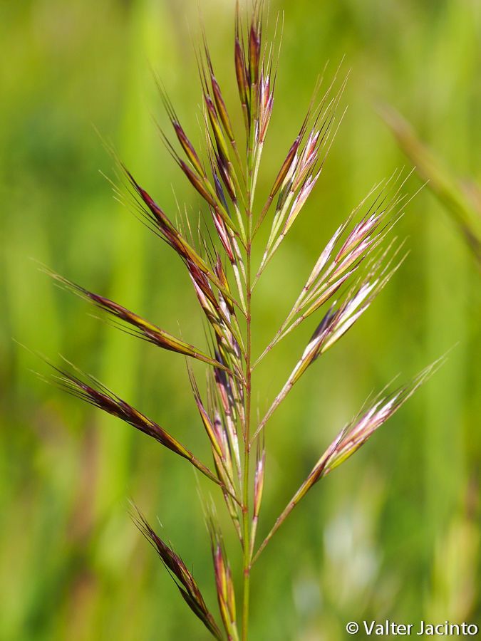 Vulpia geniculata — related species from the same genus