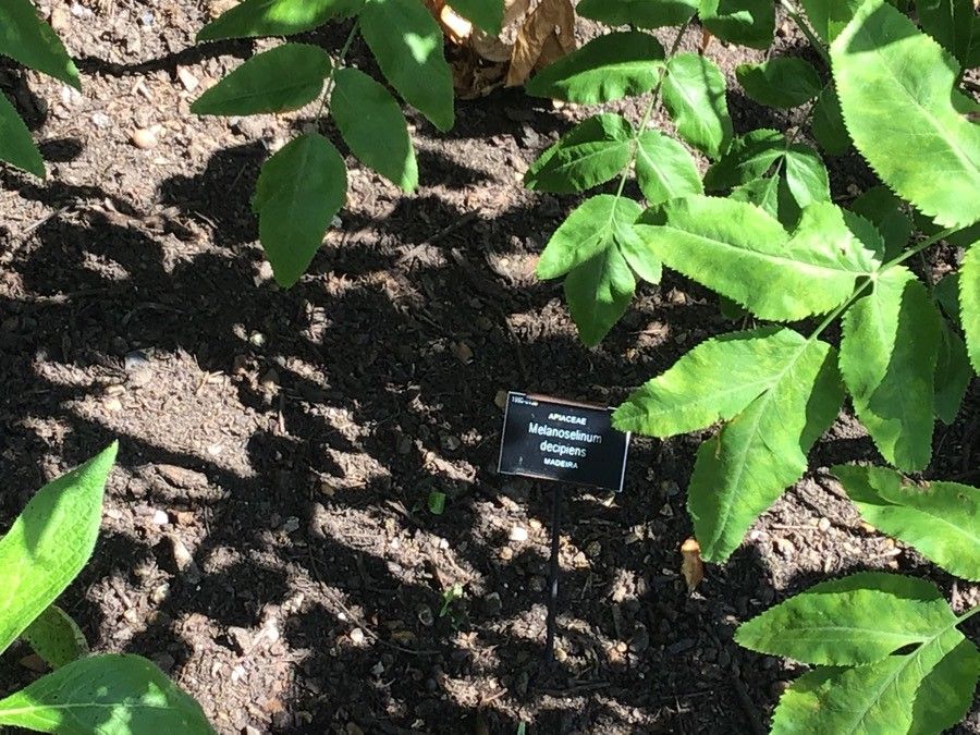 Melanoselinum decipiens — search result for 'Angelica'