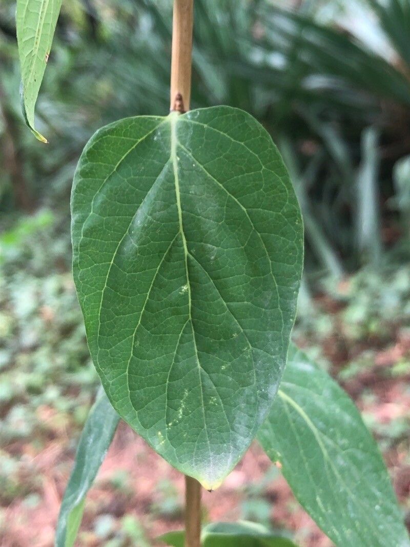 Lonicera ruprechtiana — search result for 'Lonicera'