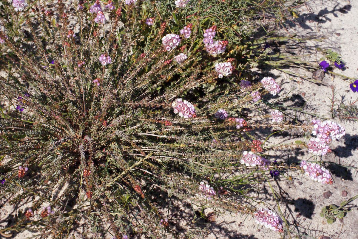 Verticordia plumosa habit