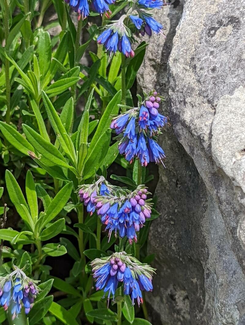 Paramoltkia doerfleri flower