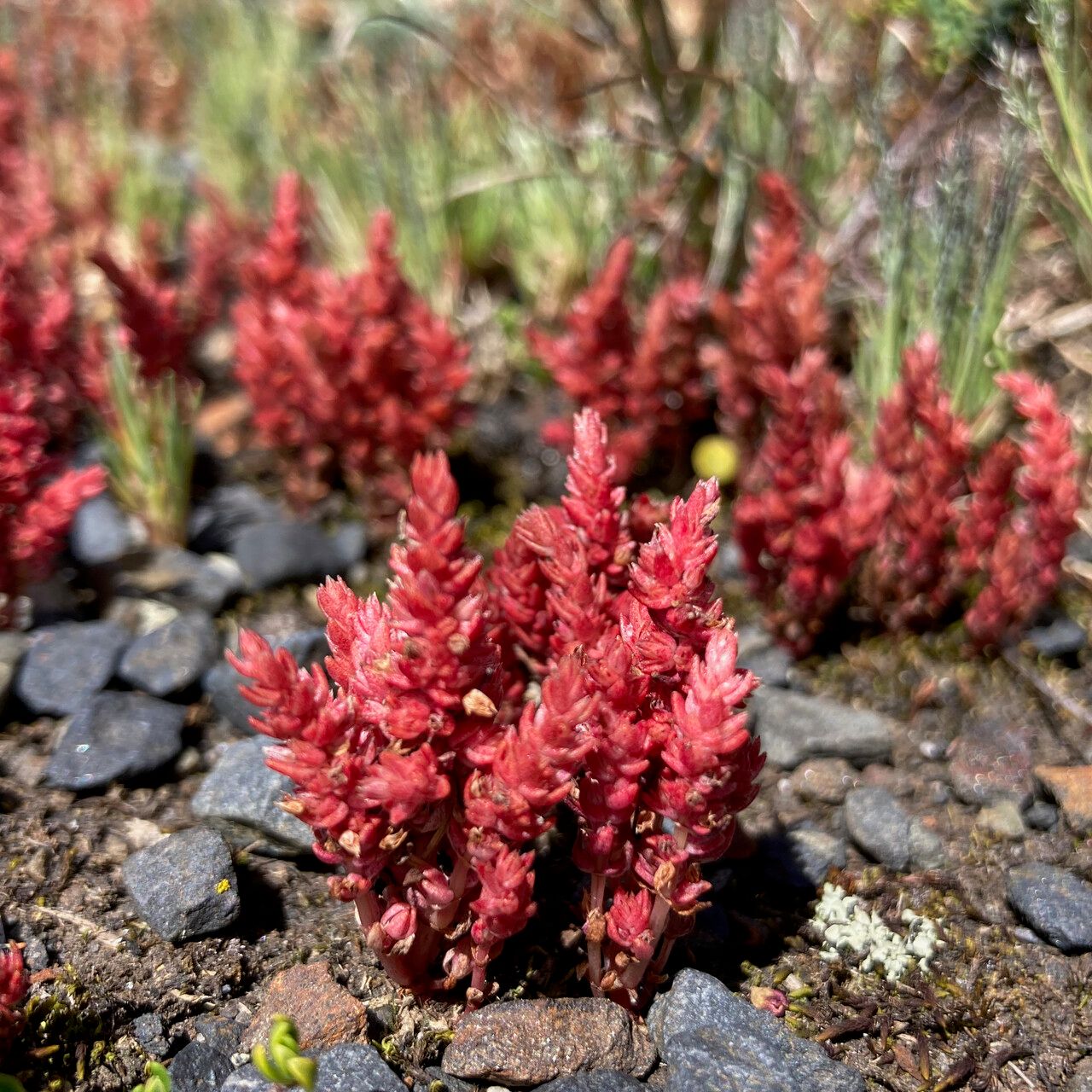 Crassula connata — houseplant care guide