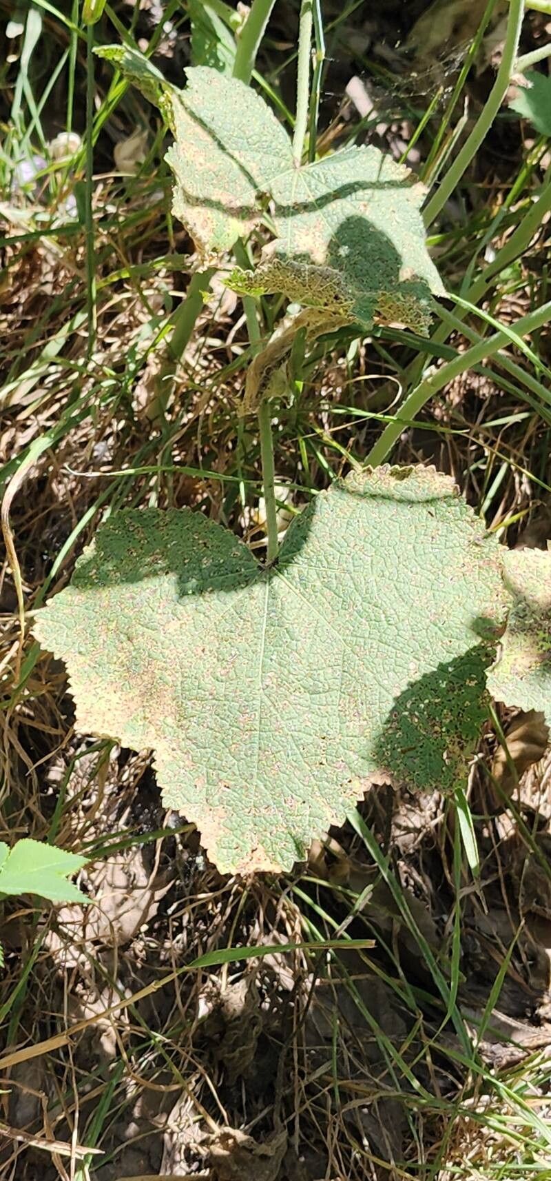 Alcea kurdica — search result for 'Alcea'