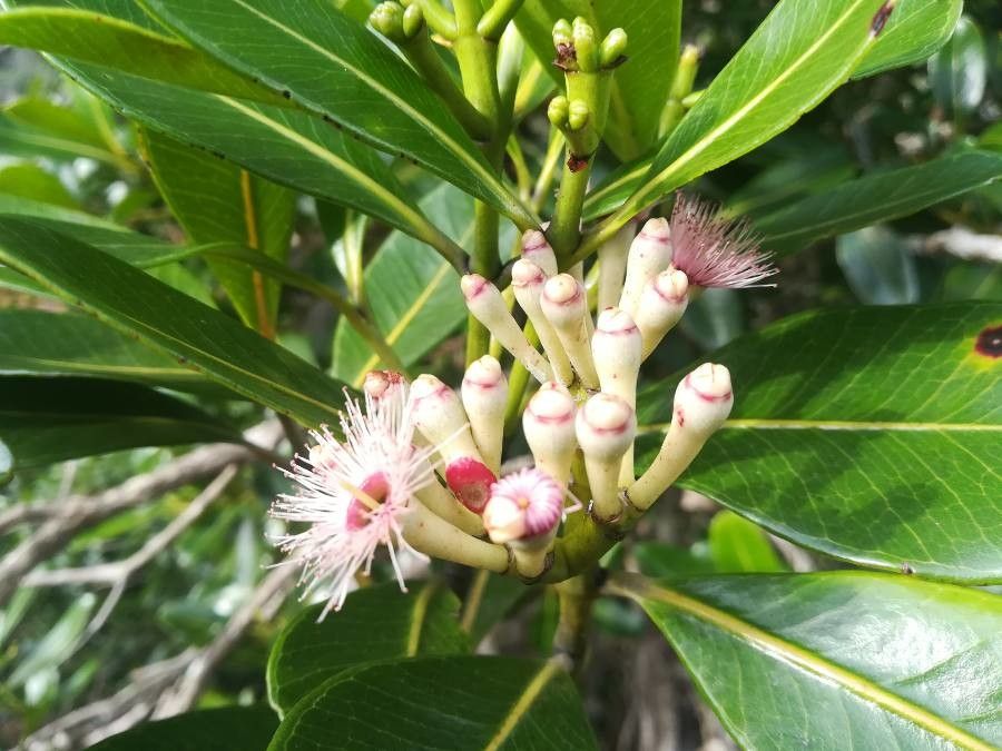 Syzygium multipetalum flower