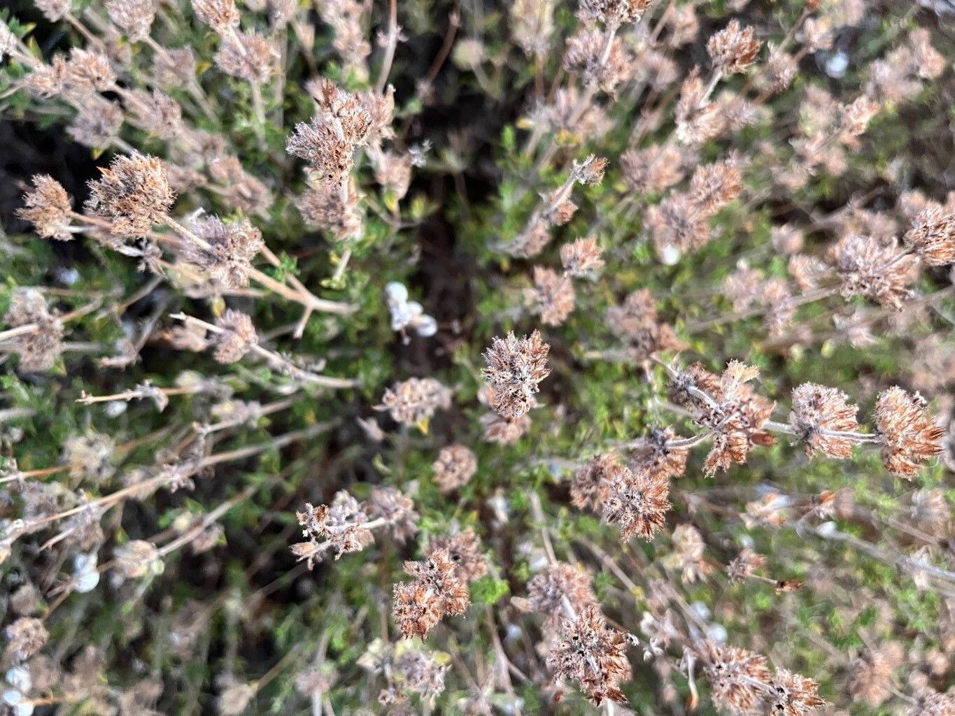 Satureja thymbra fruit