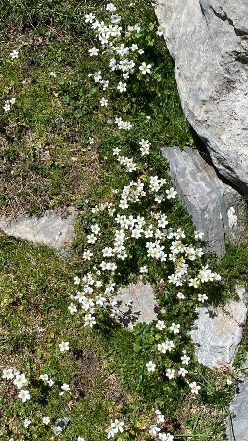 Saxifraga cebennensis habit