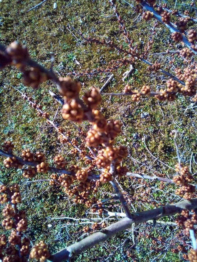 Gymnosporia buxifolia flower