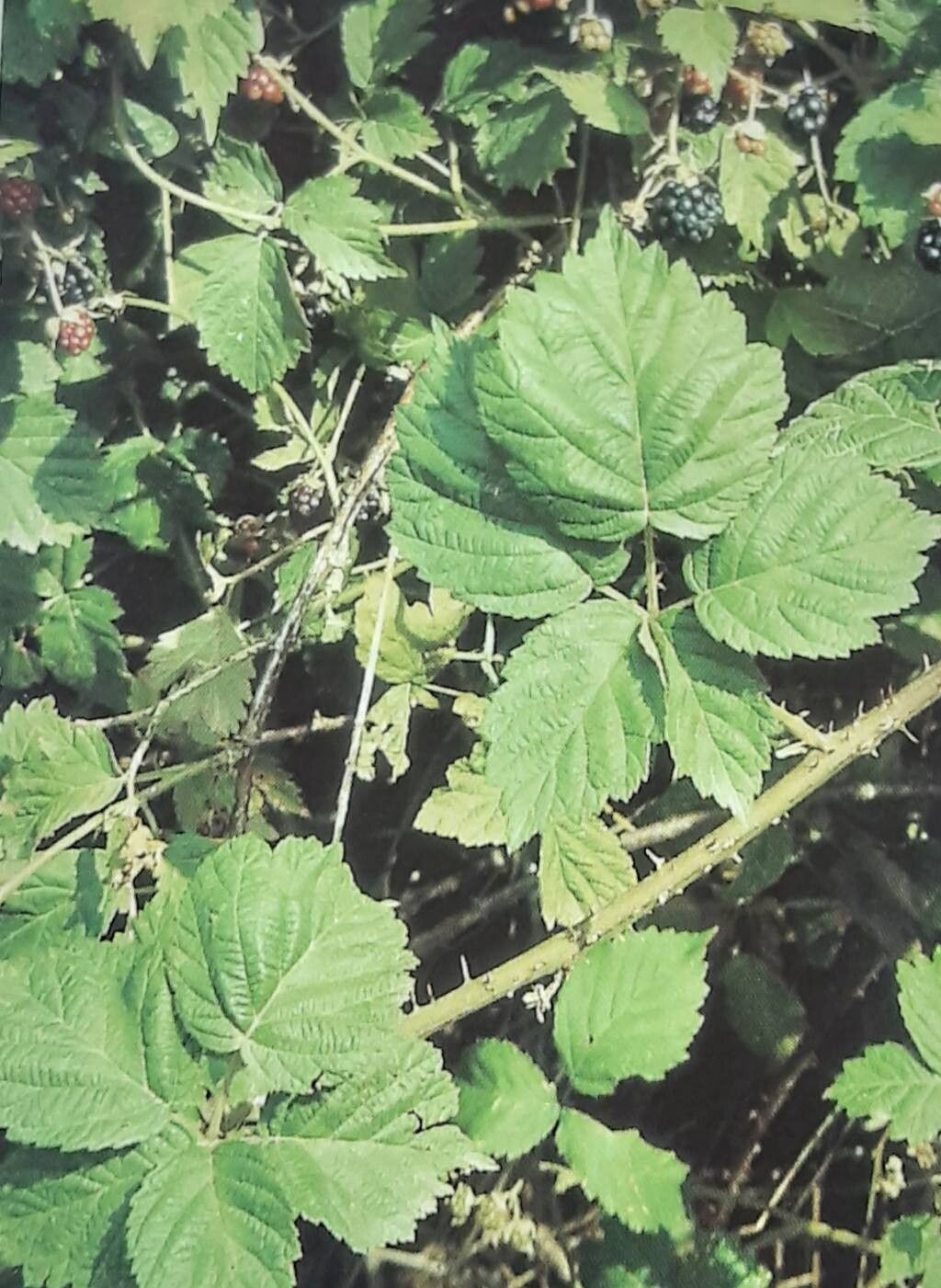 Rubus lobatidens — houseplant care guide