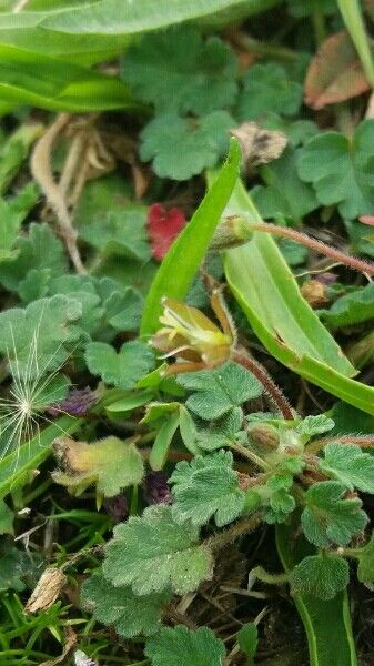 Erodium corsicum fruit
