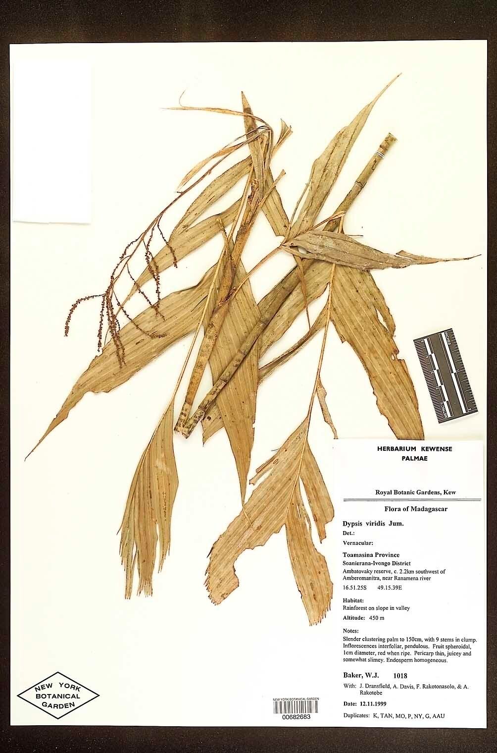 Dypsis viridis — houseplant care guide