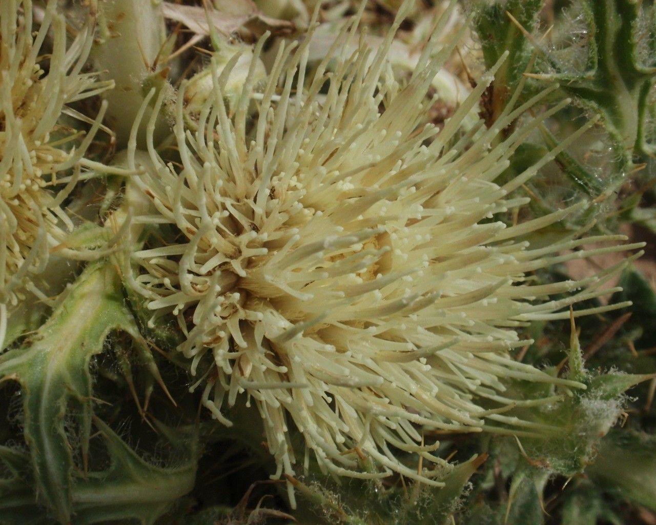 Cirsium scariosum flower