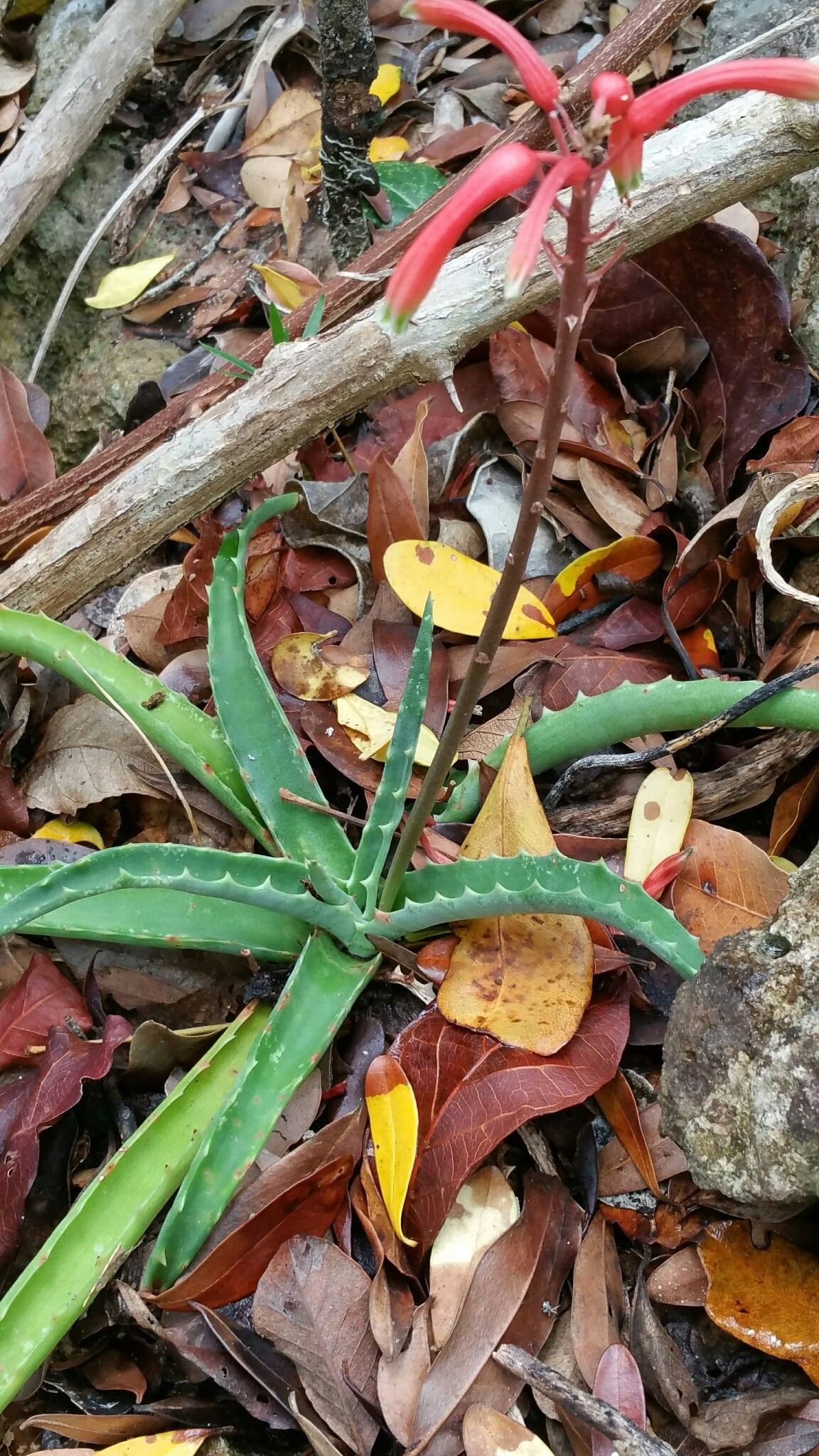 Aloe ambrensis habit