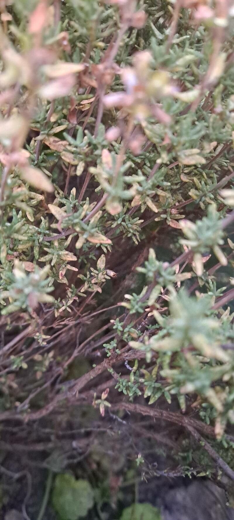 Thymus zygis bark