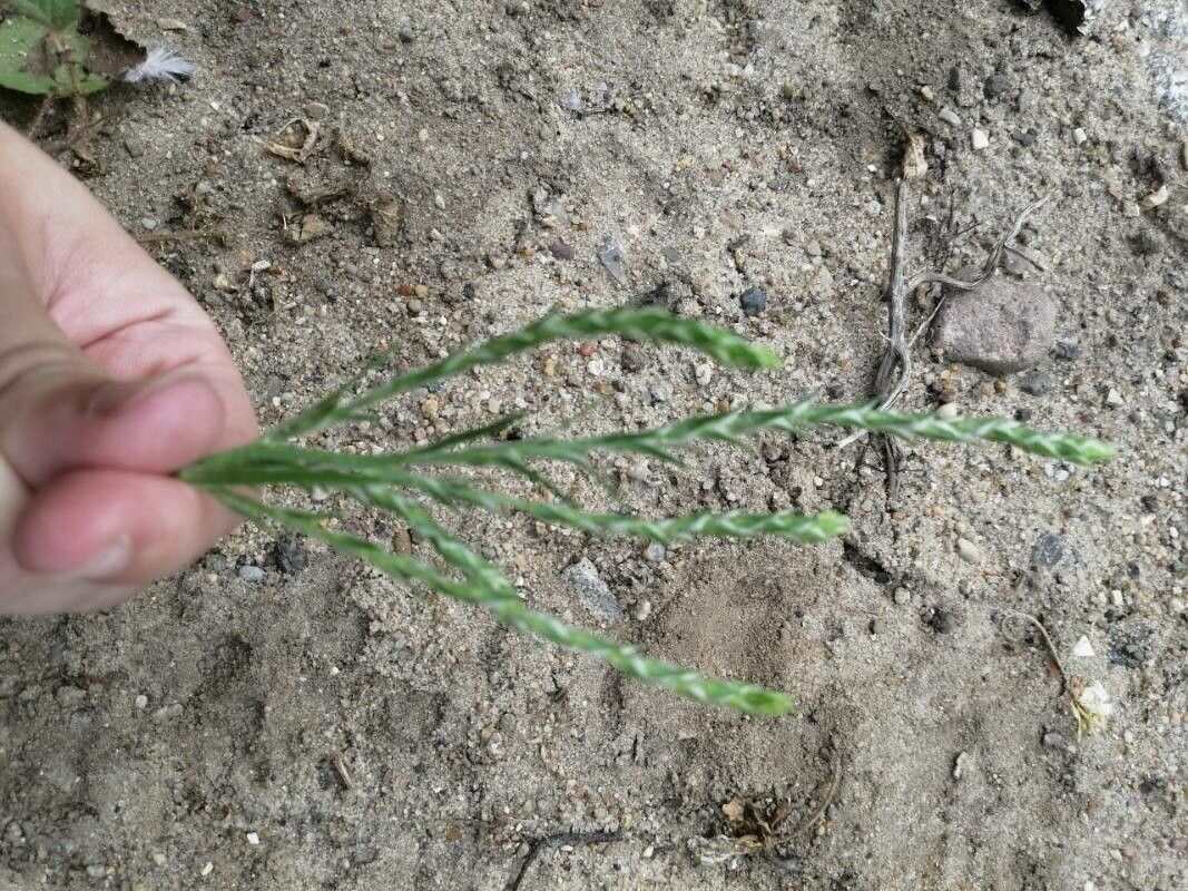 Diphasiastrum issleri leaf