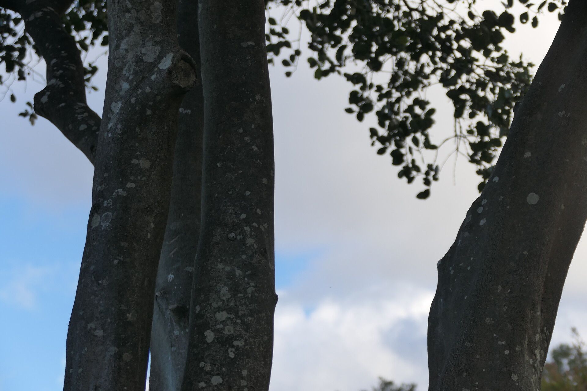 Cassine peragua bark