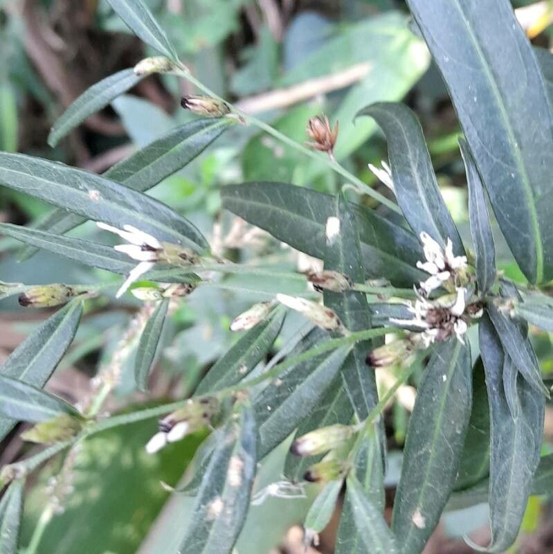 Lepidaploa balansae flower