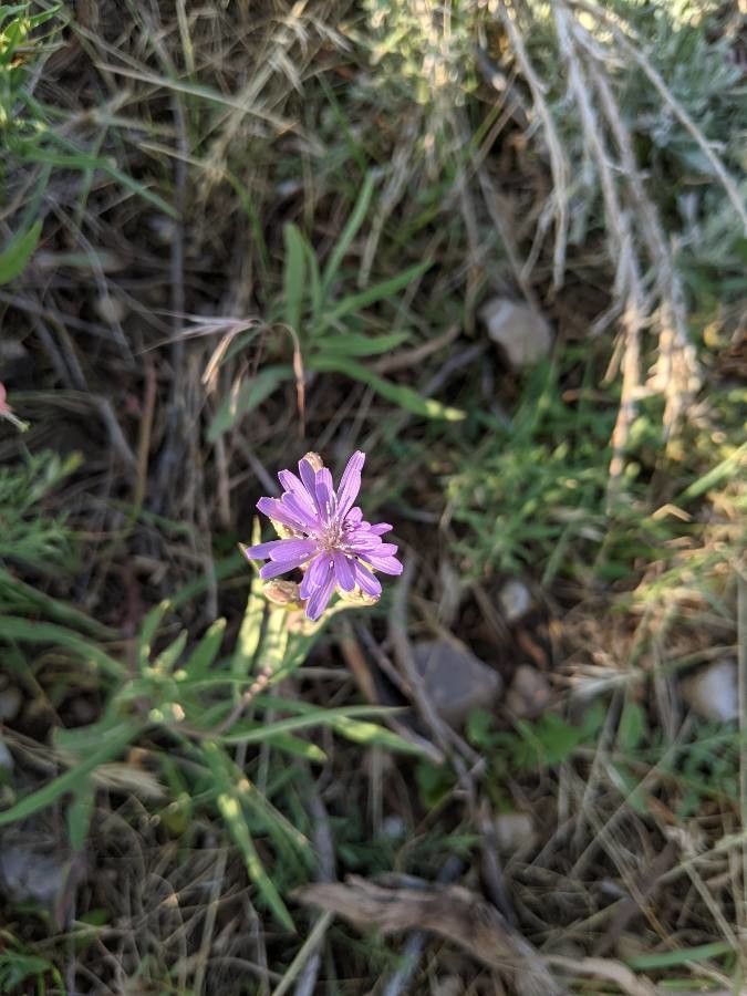 Lactuca tatarica flower