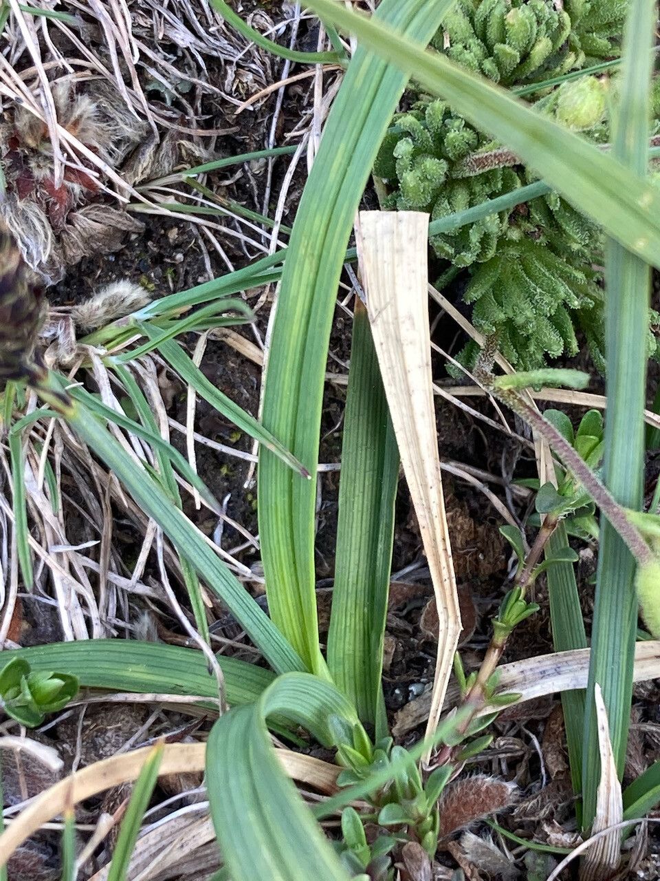 Carex parviflora leaf