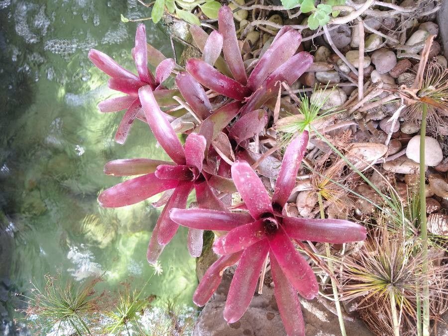 Billbergia amoena flower
