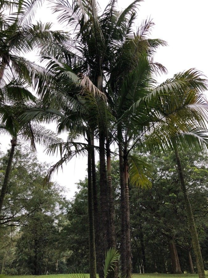 Oncosperma horridum habit