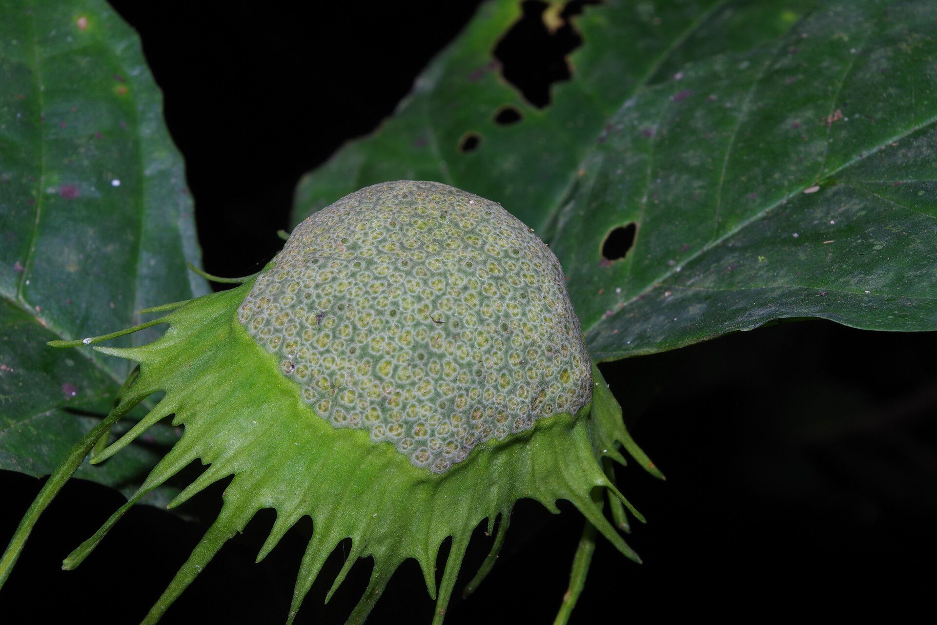 Dorstenia barteri fruit