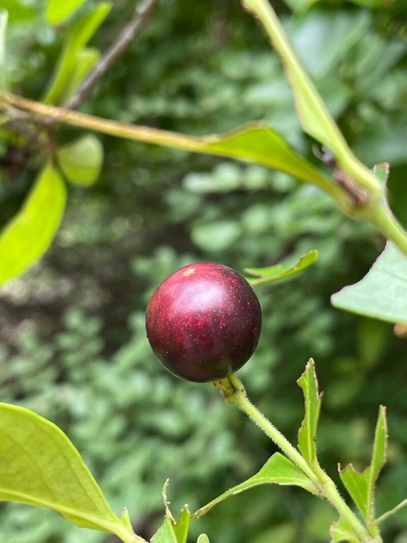 Carissa edulis fruit