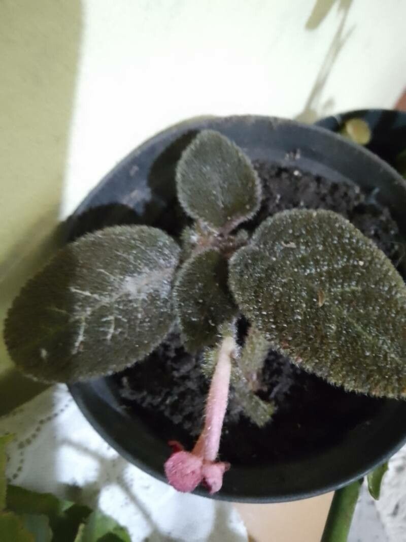 Episcia sphalera — search result for 'Episcia'