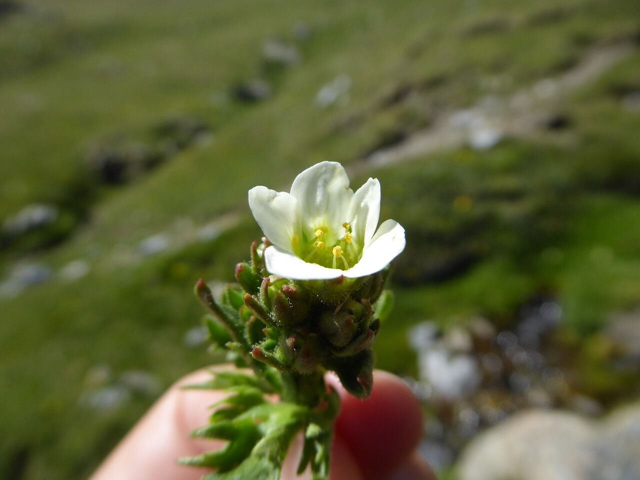 Saxifraga aquatica flower