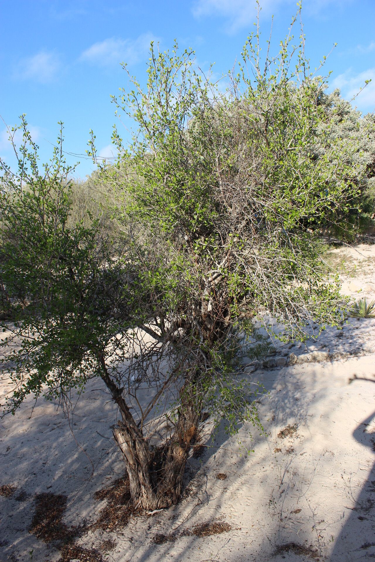 Bourreria leslieae habit