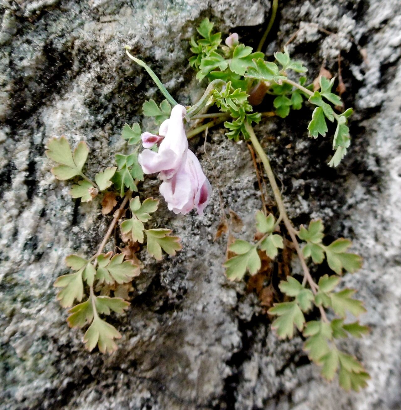 Corydalis glaucescens — houseplant care guide