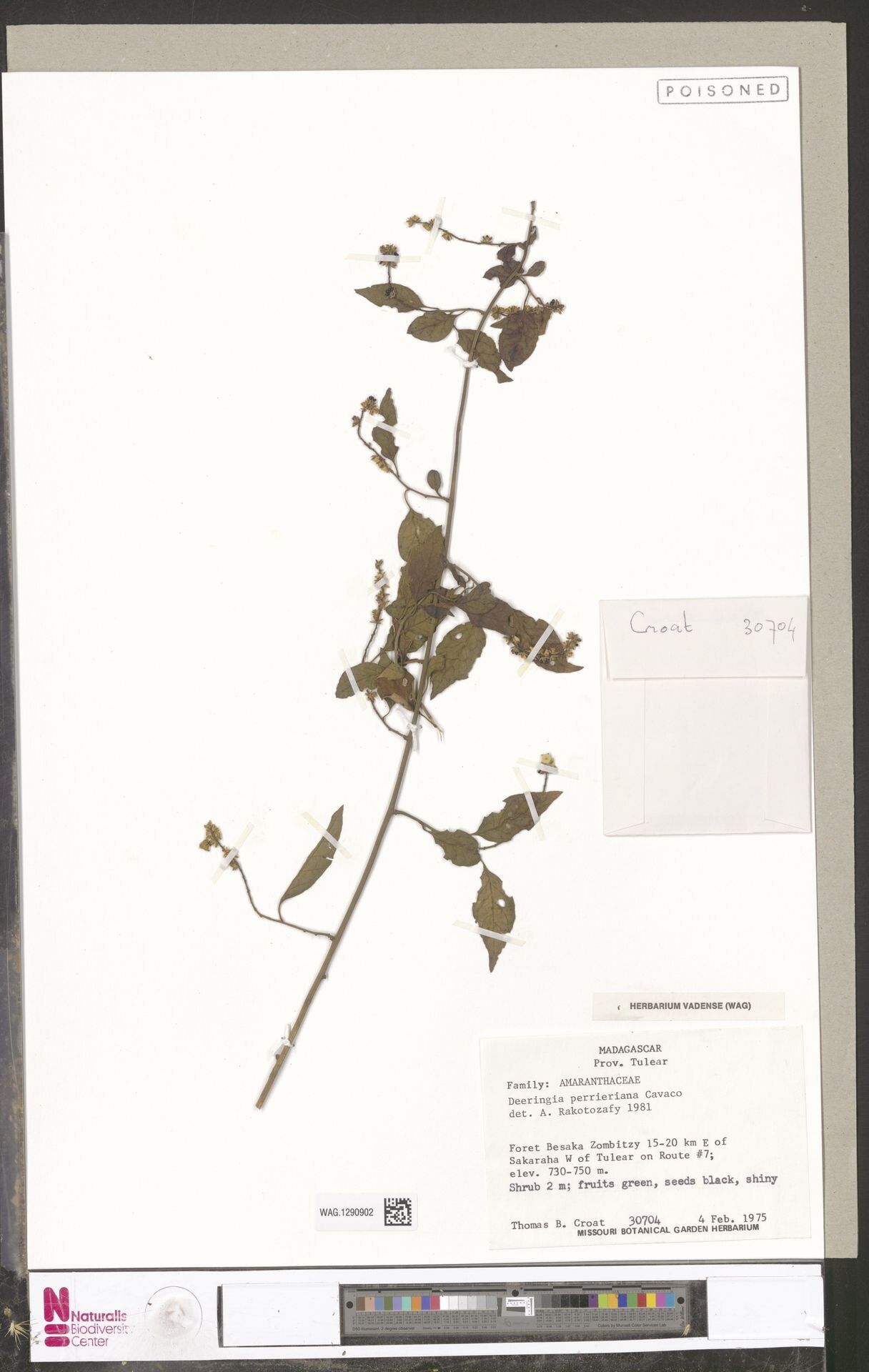 Deeringia perrieriana — related species from the same genus