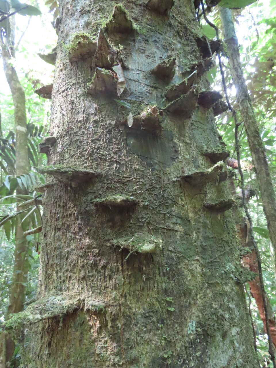 Zanthoxylum ekmanii bark