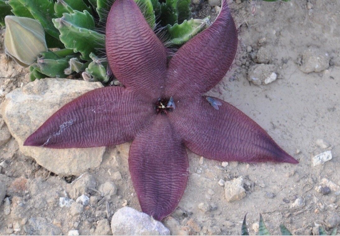 Stapelia grandiflora flower