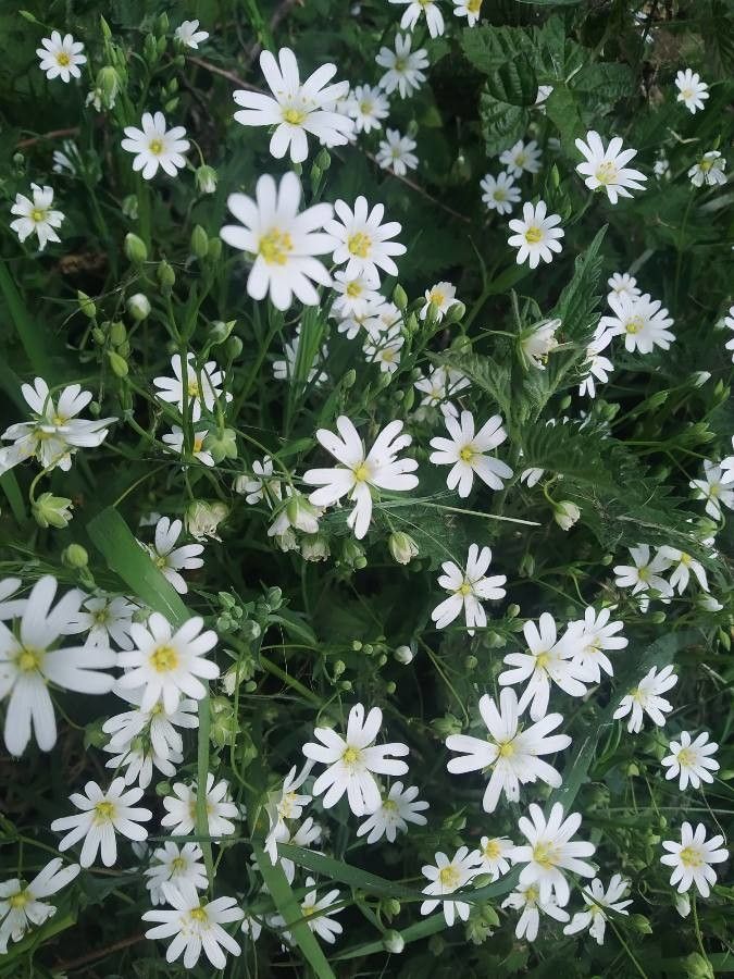 Stellaria palustris fruit