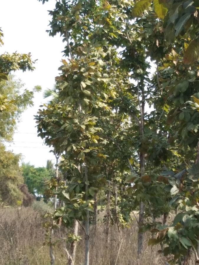 Radermachera xylocarpa habit