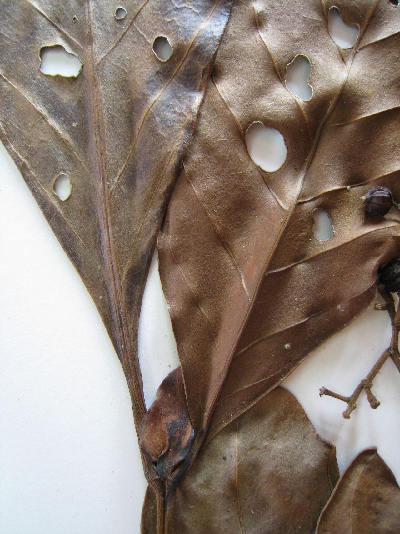 Psychotria mapourioides — houseplant care guide