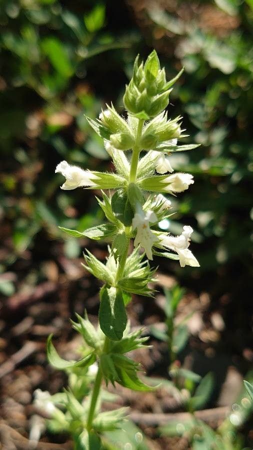 Stachys annua flower
