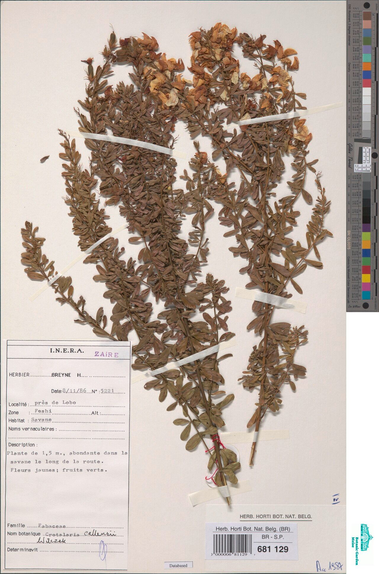 Crotalaria callensii — houseplant care guide