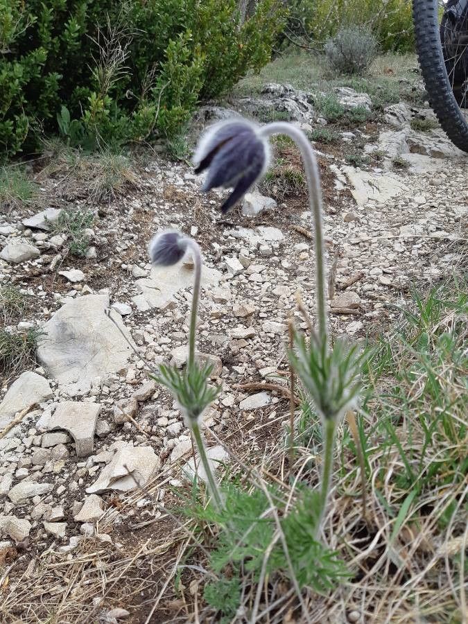 Anemone pratensis flower
