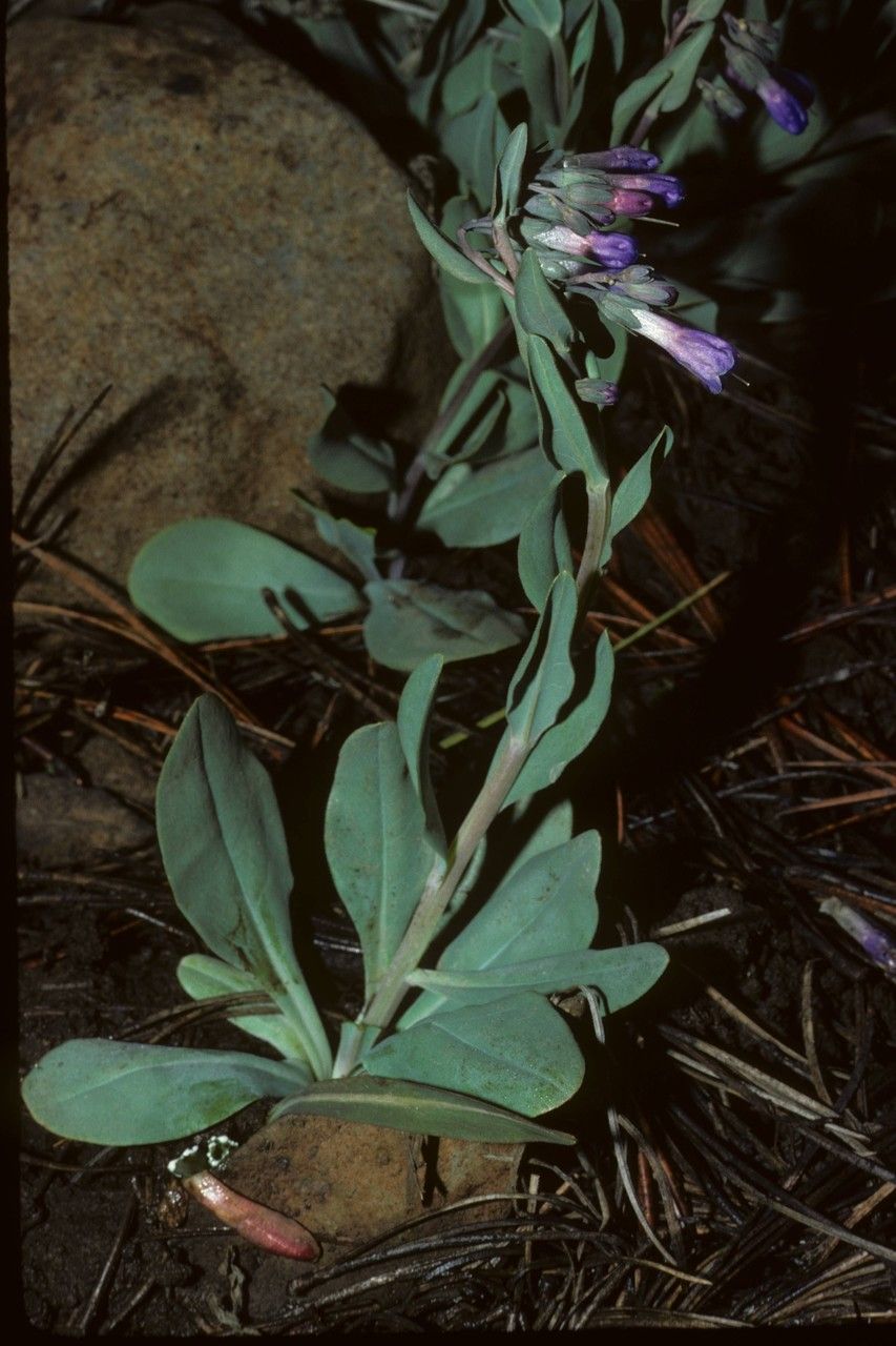 Mertensia macdougalii habit