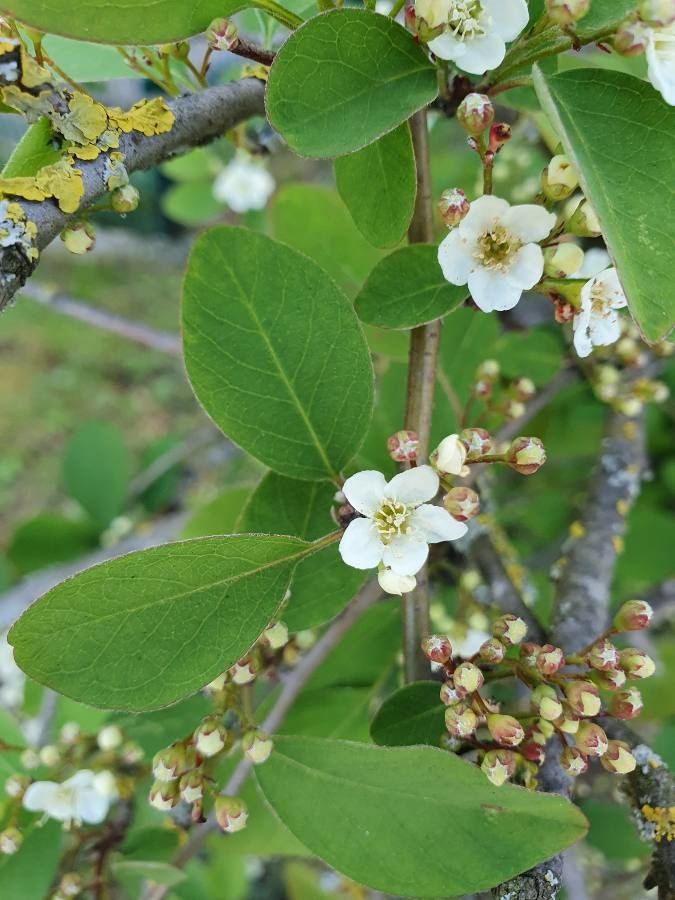 Cotoneaster multiflorus flower