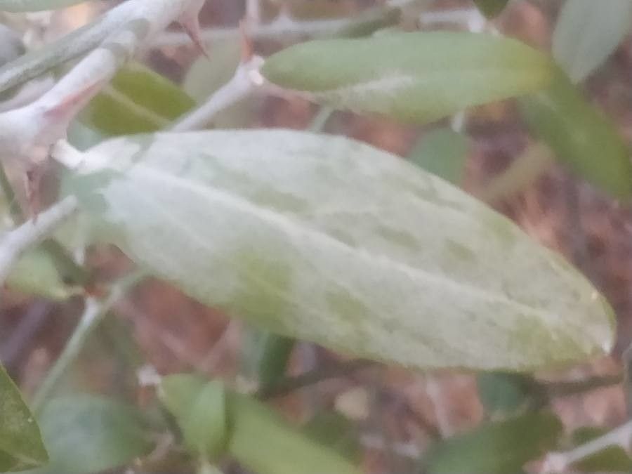 Capparis mitchellii leaf